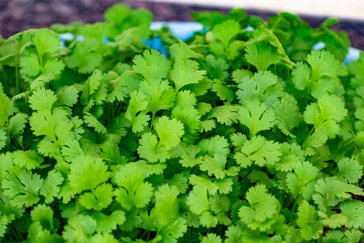 Coriander