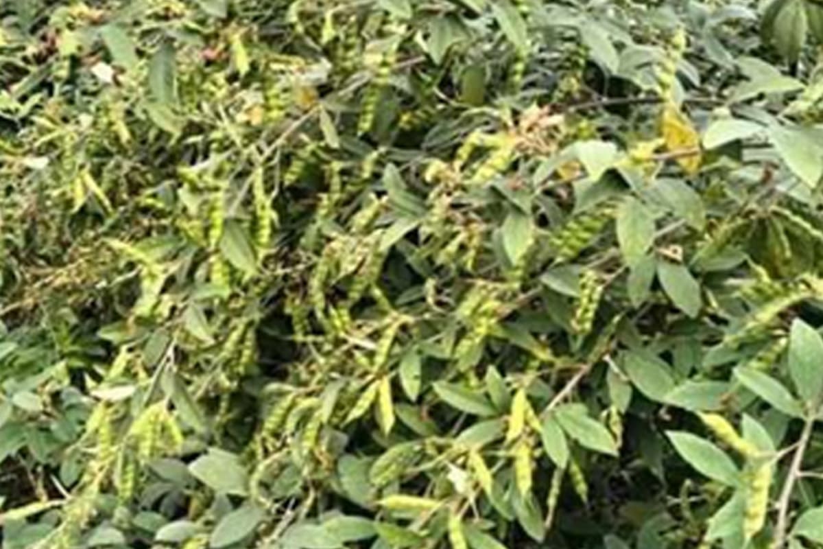 Pigeon Pea Seeds